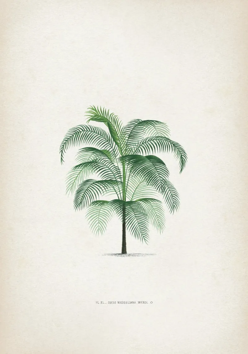 Vintage Kerchove 4 Les Palmiers 40 pellicola backlit da Vintage Print Collection