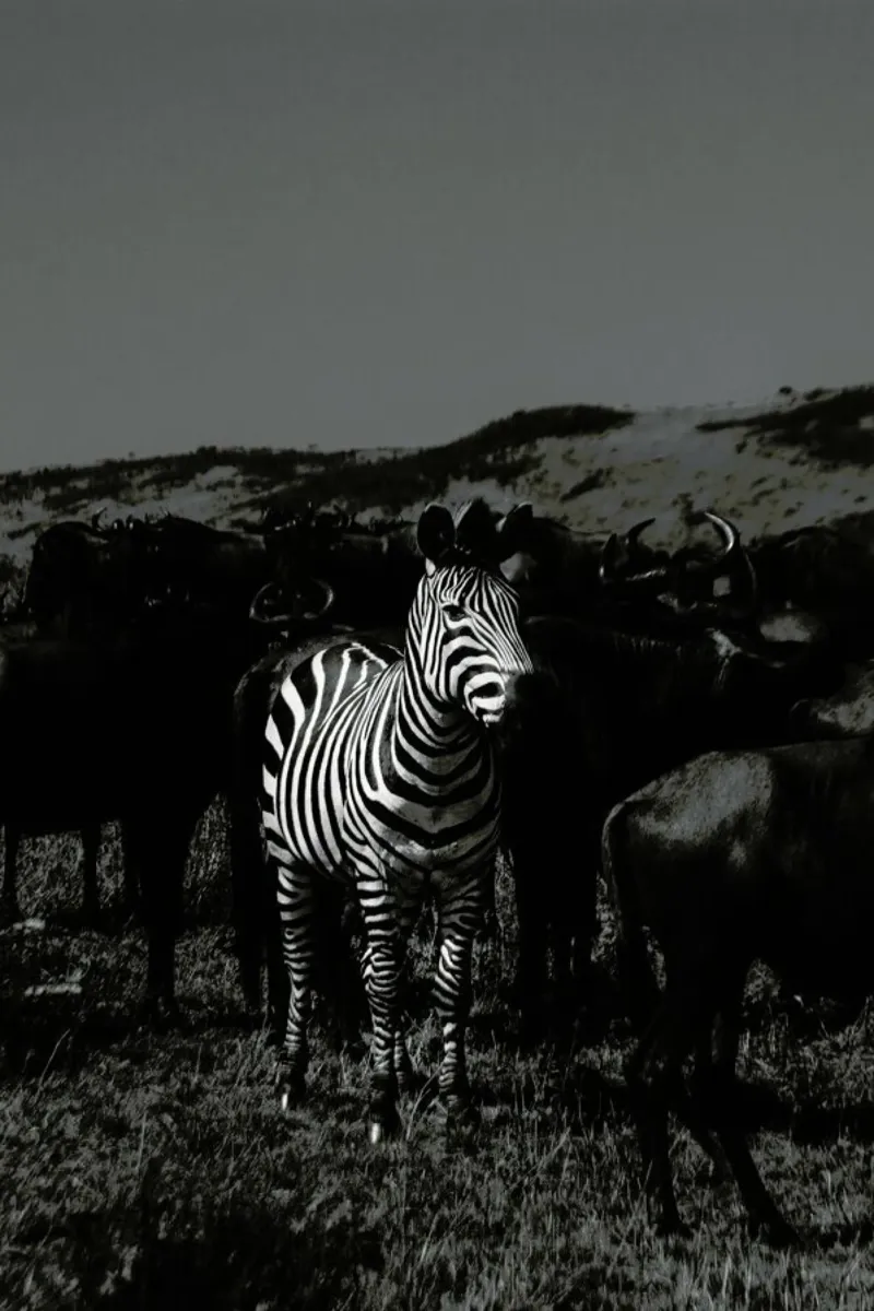 Stand Out pellicola backlit da Natural Kingdom