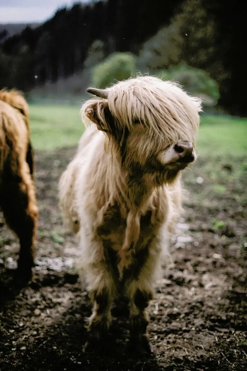 Highland Calf pellicola backlit da Natural Kingdom