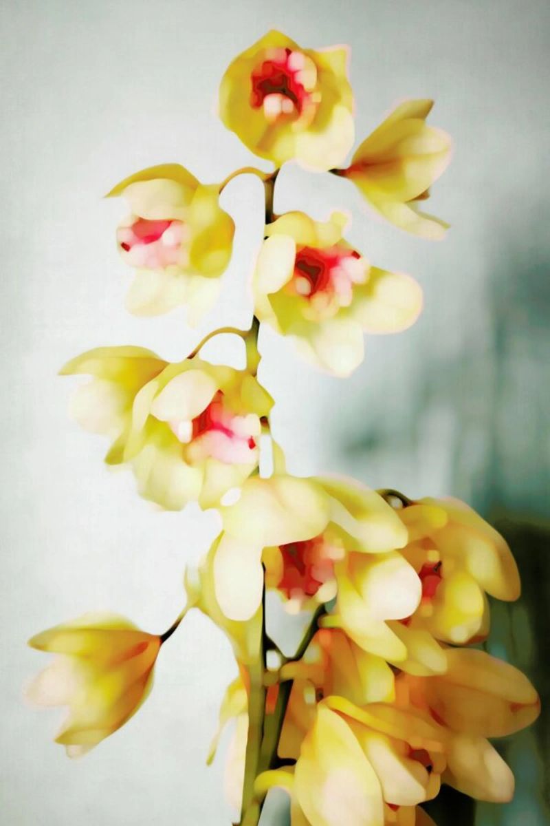 Orchids 2 pellicola backlit da Angelo Cerantola