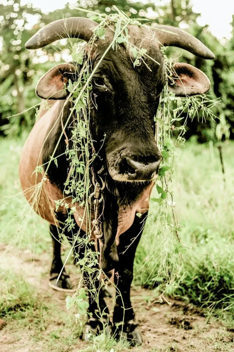 Botanical Bull pellicola backlit da Shot By Clint