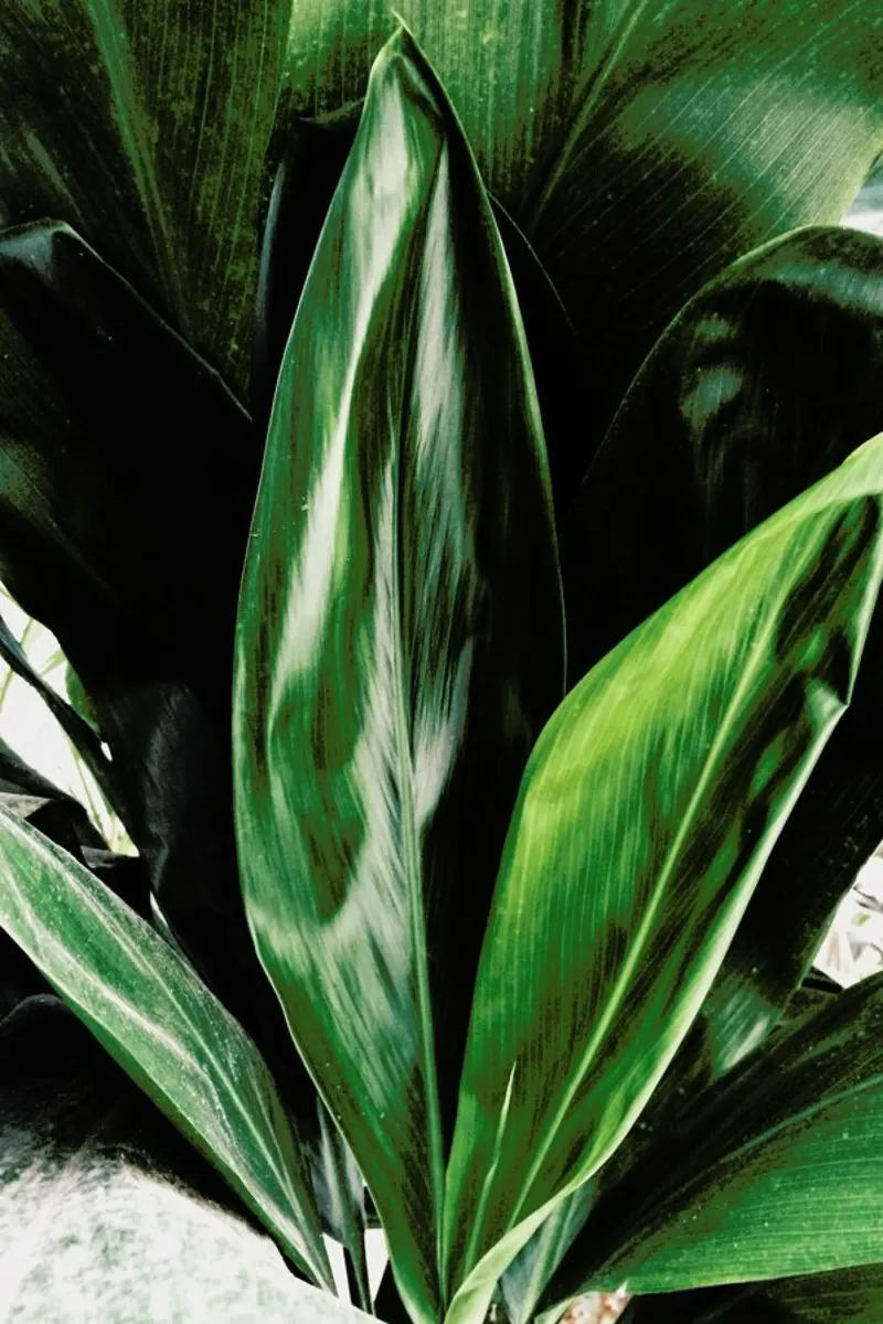 Glorious Greens pellicola backlit da Flora & Fauna
