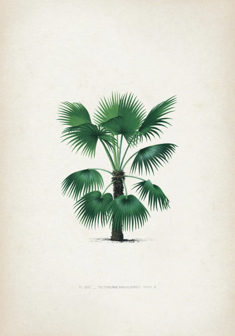Vintage Kerchove 3 Les Palmiers 26 pellicola backlit da Vintage Print Collection