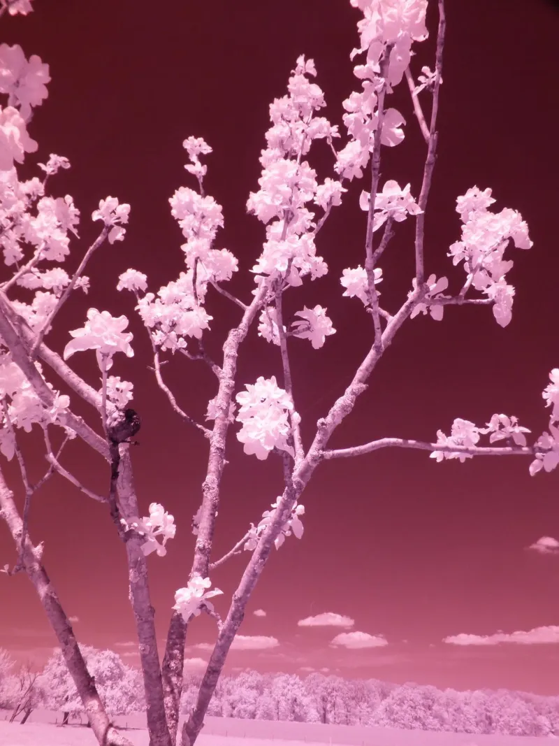 I fiori di frutta e il cielo rosso sangue pellicola backlit da Alexandra Joseph Fotomomente