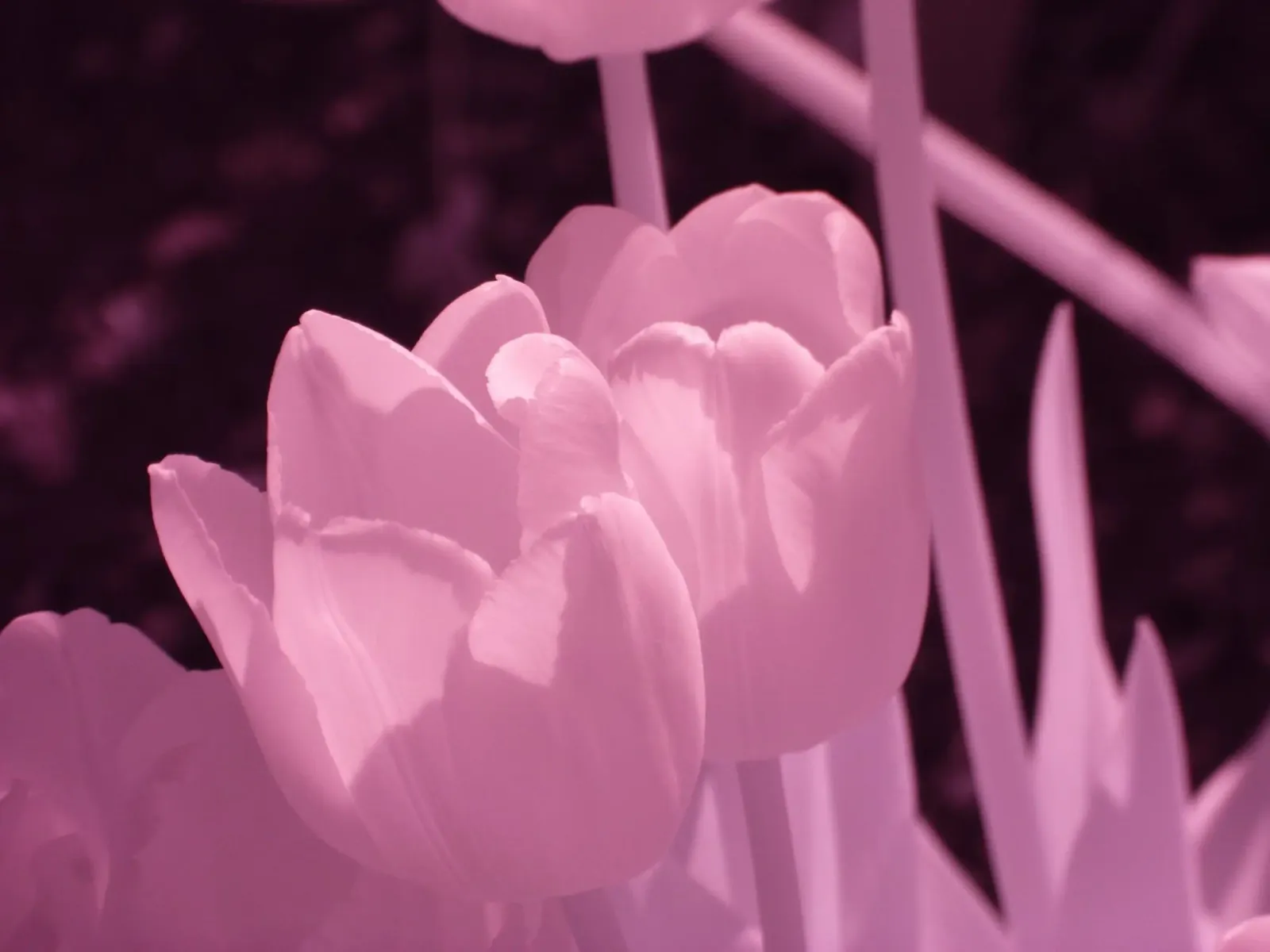 Delicati fiori di tulipano in luce infrarossa pellicola backlit da Alexandra Joseph Fotomomente
