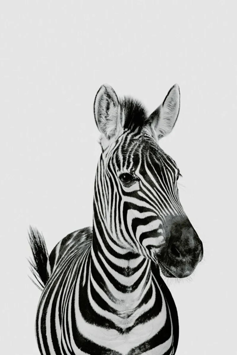 Zebra Classic pellicola backlit da Paws & Claws