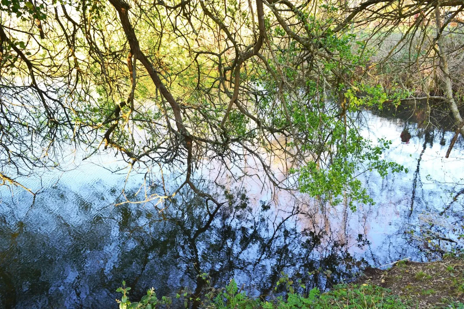 FAA297. REFLECTIONS ON THE LAKE. pellicola backlit da Thierry vobmann photography