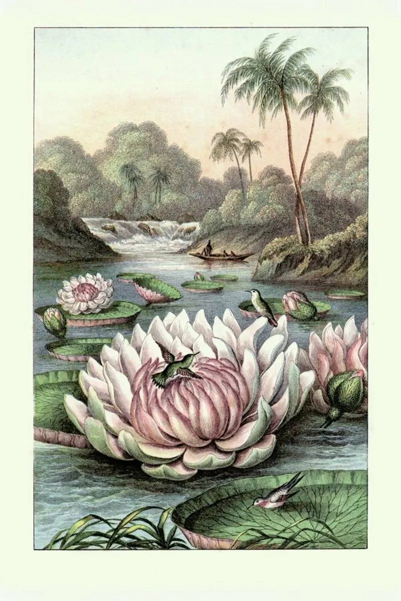 Water Lily poster with wooden frame by Flora & Fauna