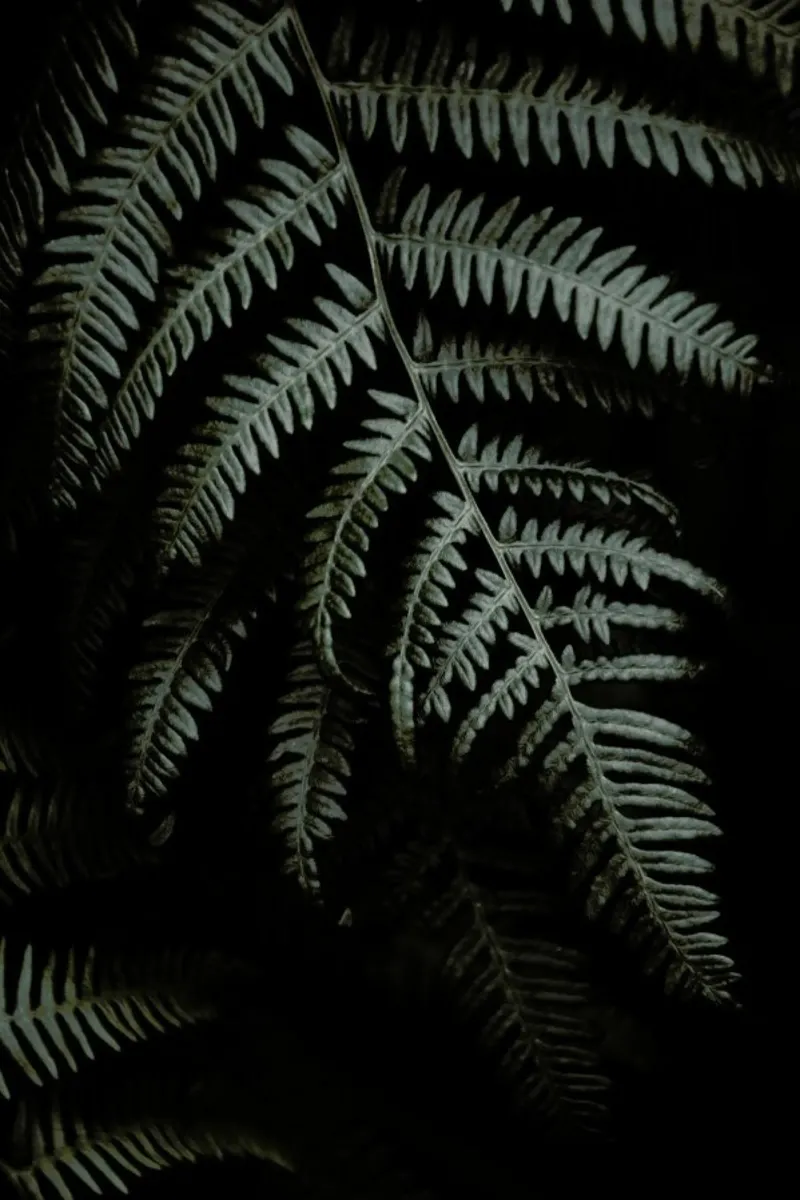 Dark Forests Fern pellicola backlit da Studio Nahili