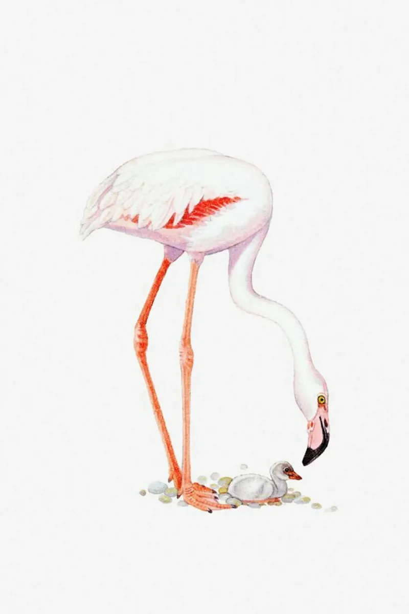 Flamingo with Chick pellicola backlit da Flora & Fauna