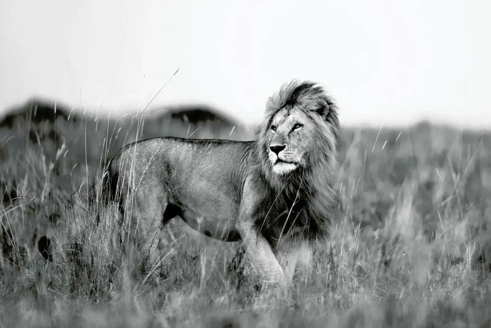 Savannah Lion pellicola backlit da Natural Kingdom