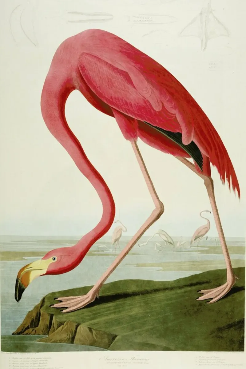 Robert Havell - American Flamingo poster con telaio in alluminio da ARTOTHEK