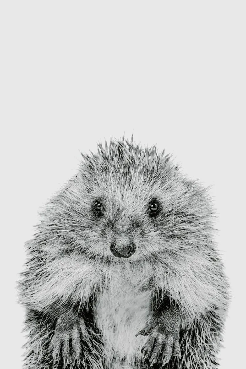Hedgehog Classic pellicola backlit da Paws & Claws