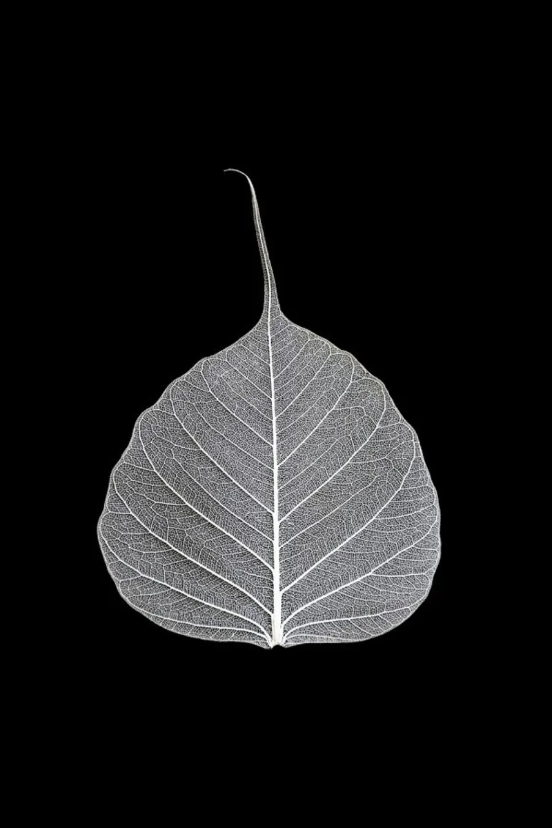 Veins of Life 2 - White Leaf pellicola backlit da Studio Nahili