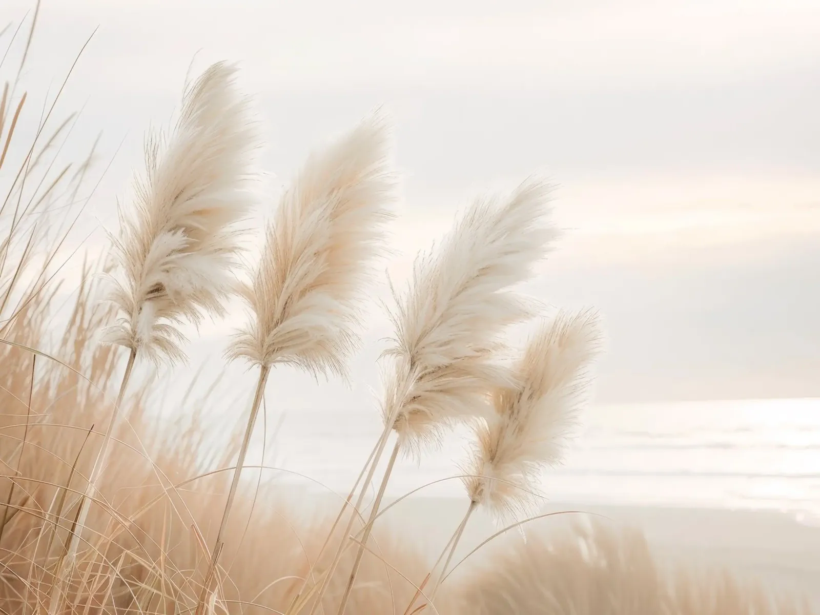 Poesie am Meer – Pampasgras im Abendlicht Hahnemühle von Melanie Viola