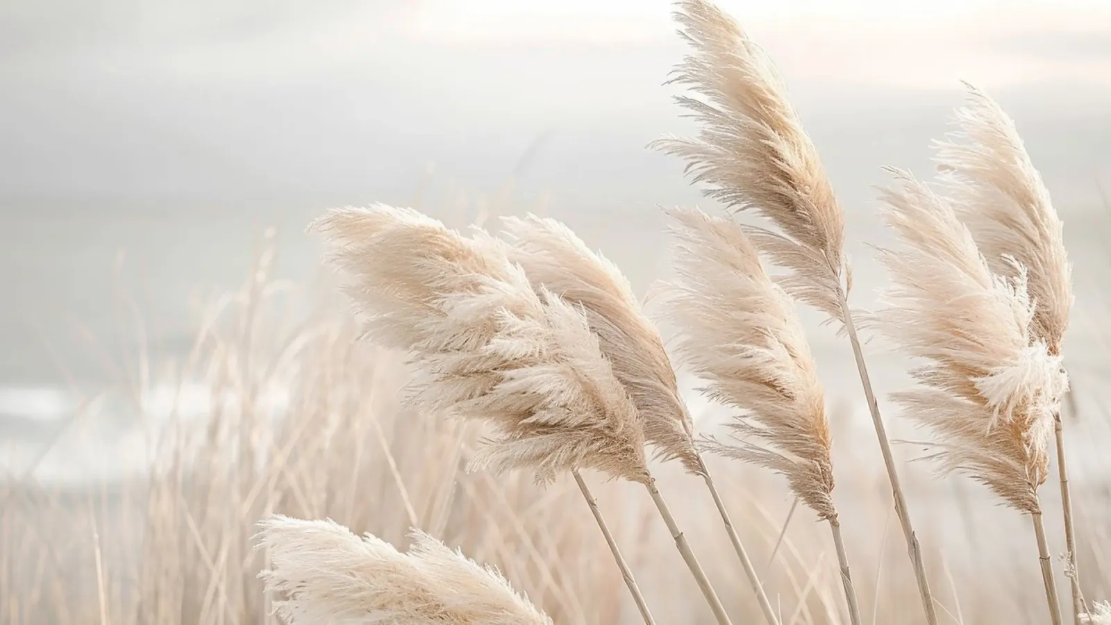 Poesia in riva al mare - l'erba della pampa in una leggera brezza carta hahnemühle da Melanie Viola