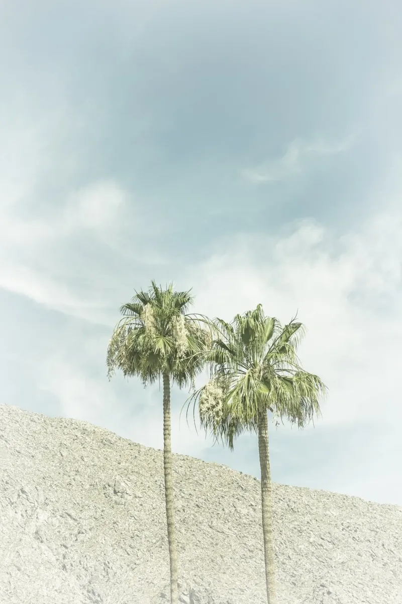 Palm trees in the desert | Vintage canvas with Floater frame by Melanie Viola