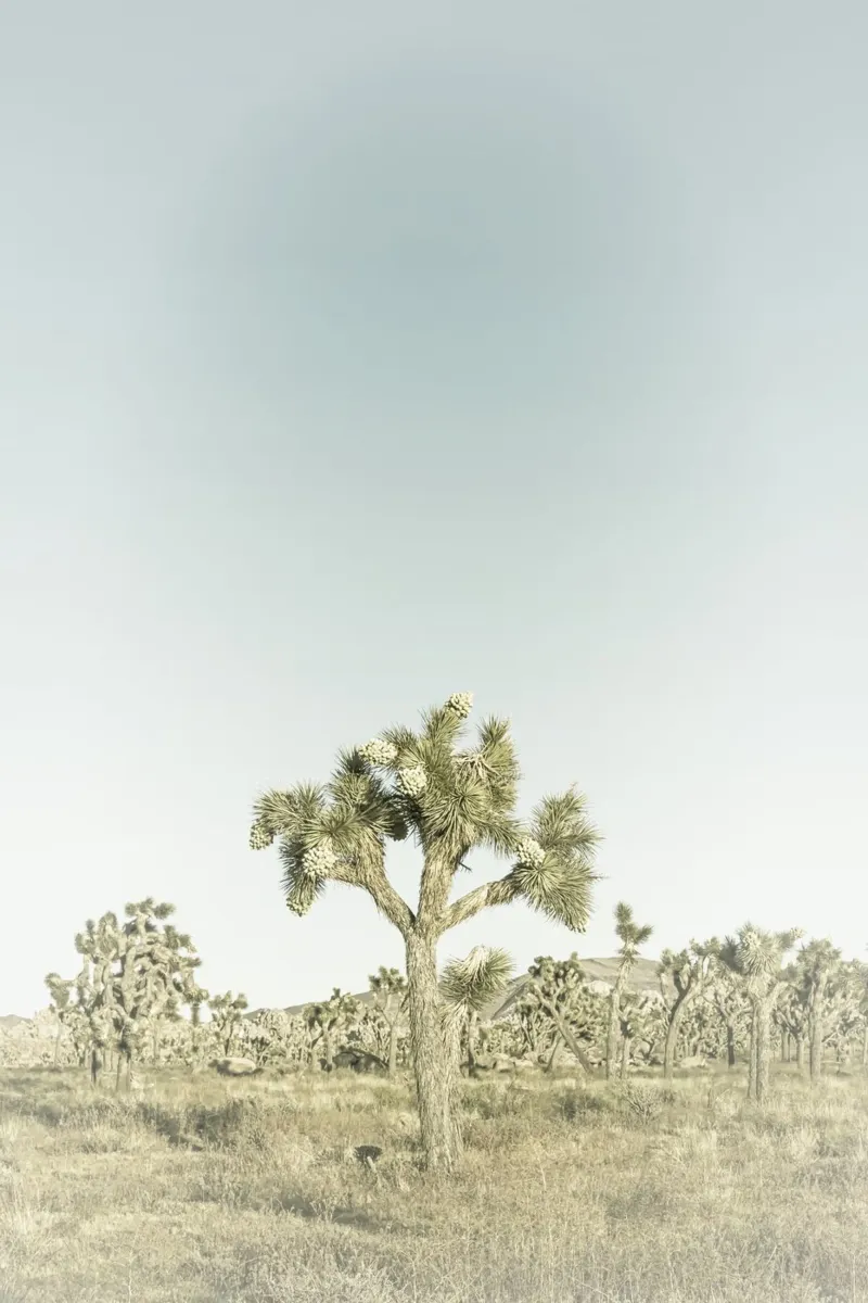 Parco nazionale di Joshua Tree | Vintage pellicola backlit da Melanie Viola