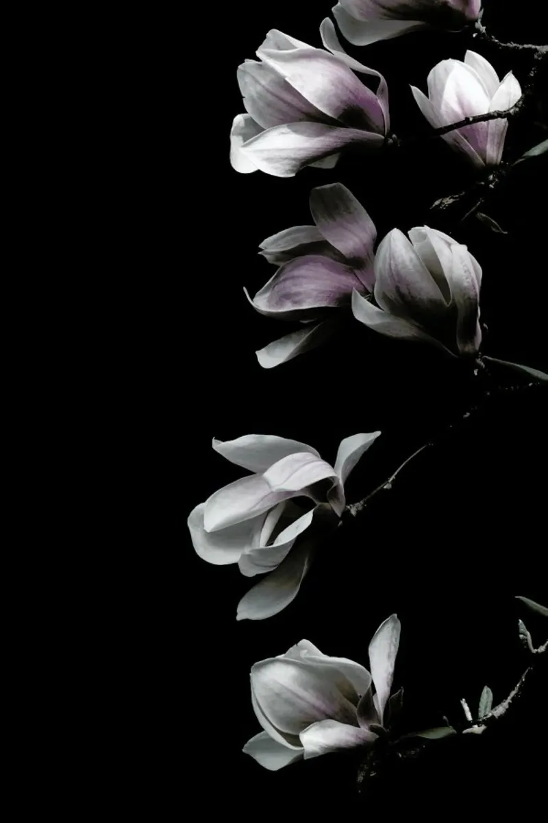 Minimal Magnolia On Black pellicola backlit da Studio Nahili