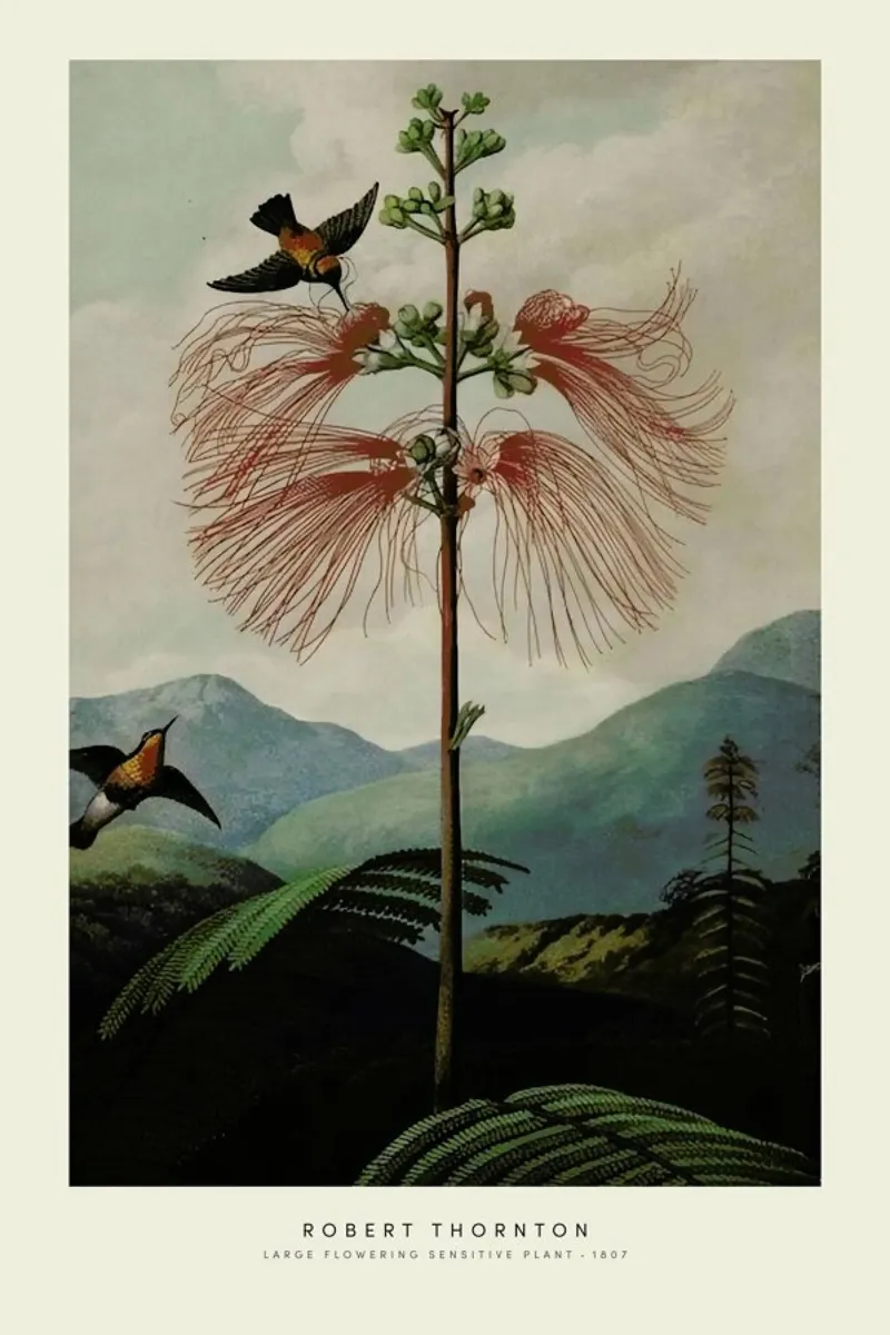 Thornton - Large Flowering Sensitive Plant pellicola backlit da Vintage by JUNIQE