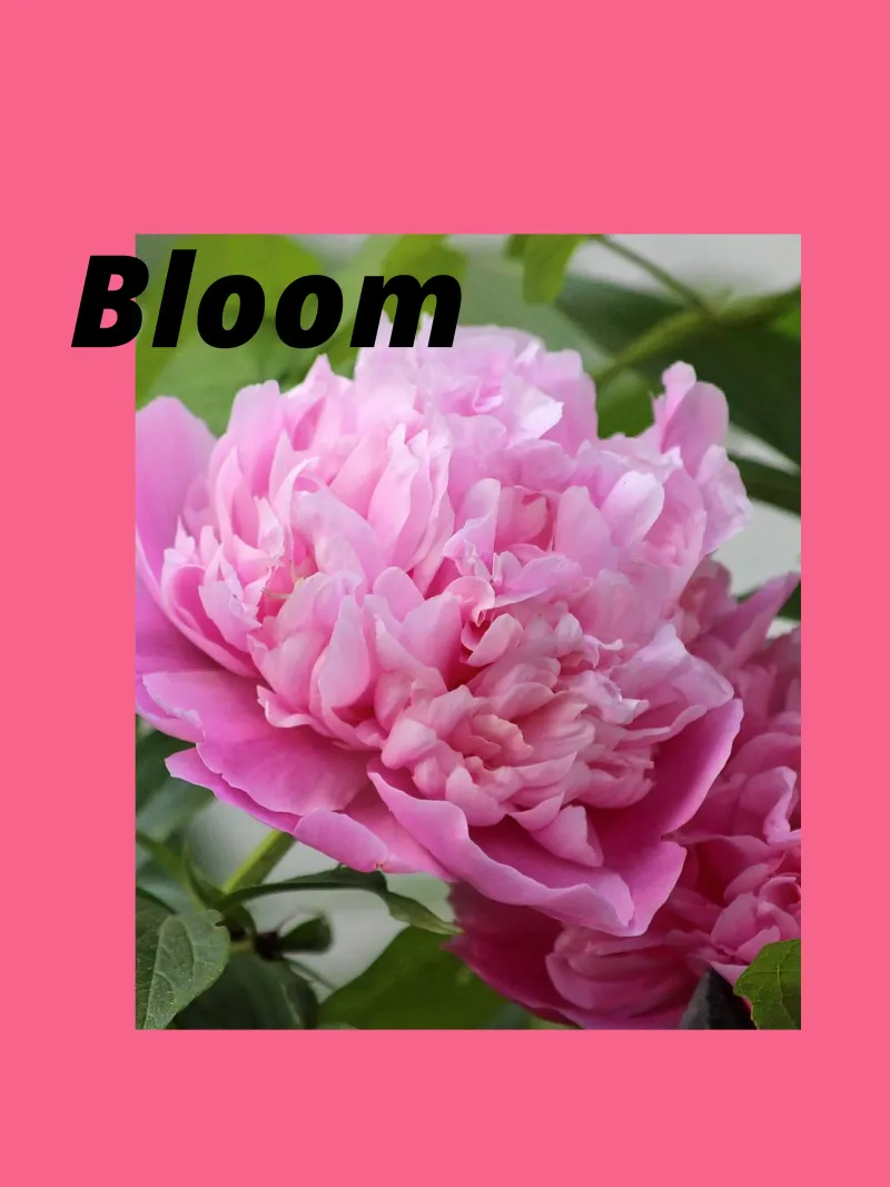 Magia dei fiori poster da Kreativernetzt
