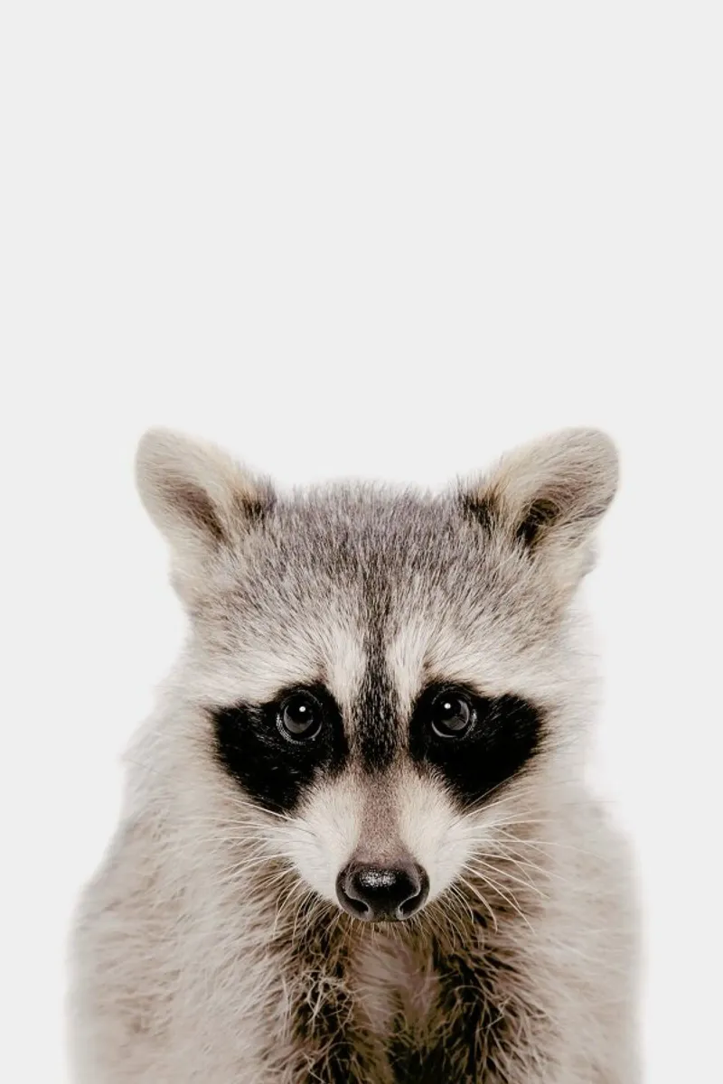 Raccoon poster con telaio in plastica da Paws & Claws