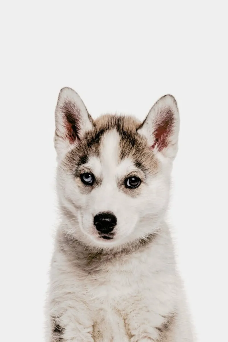 Husky Leinwand von Paws & Claws