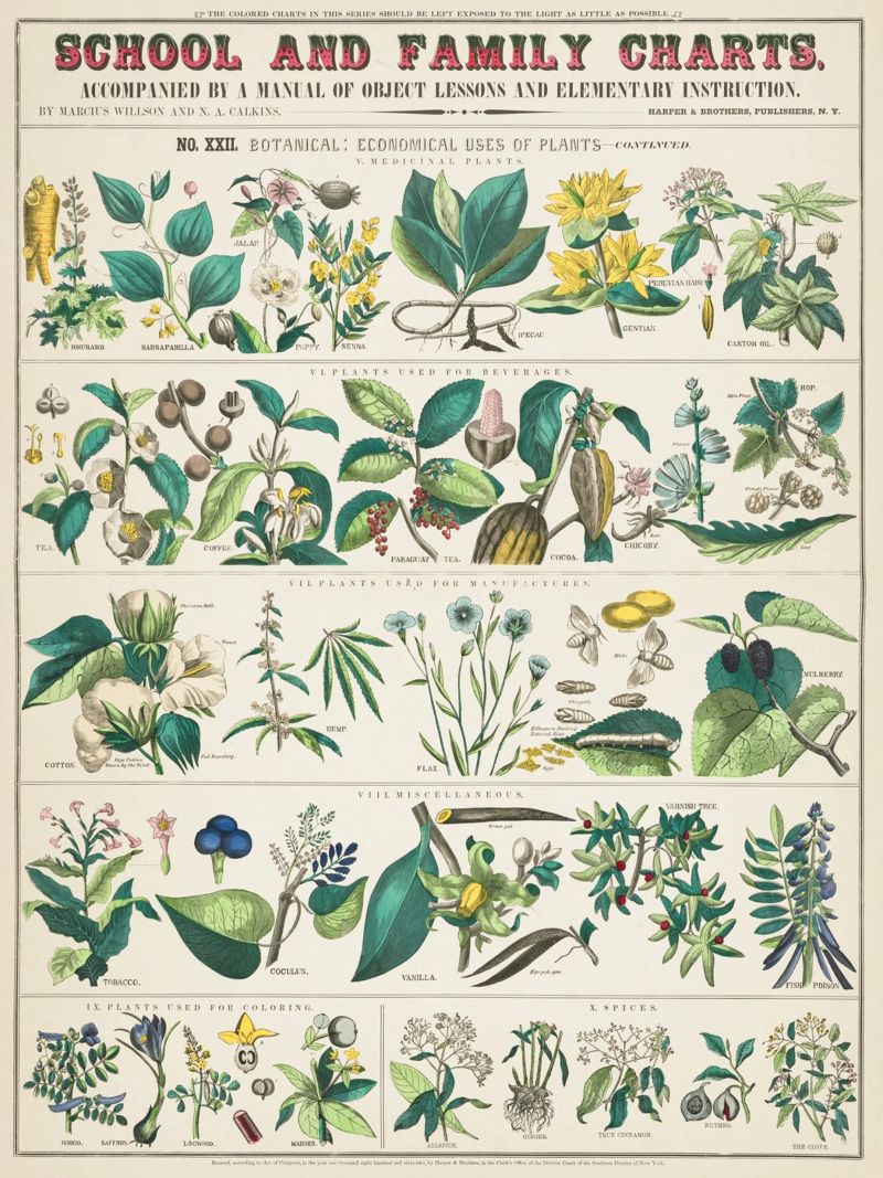Botanical poster of medicinal plants poster by ARTVI-SHOP