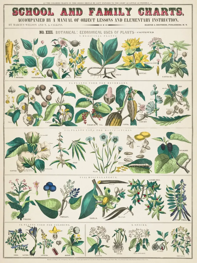 Botanical poster of medicinal plants poster by 🎁 ARTVI-SHOP