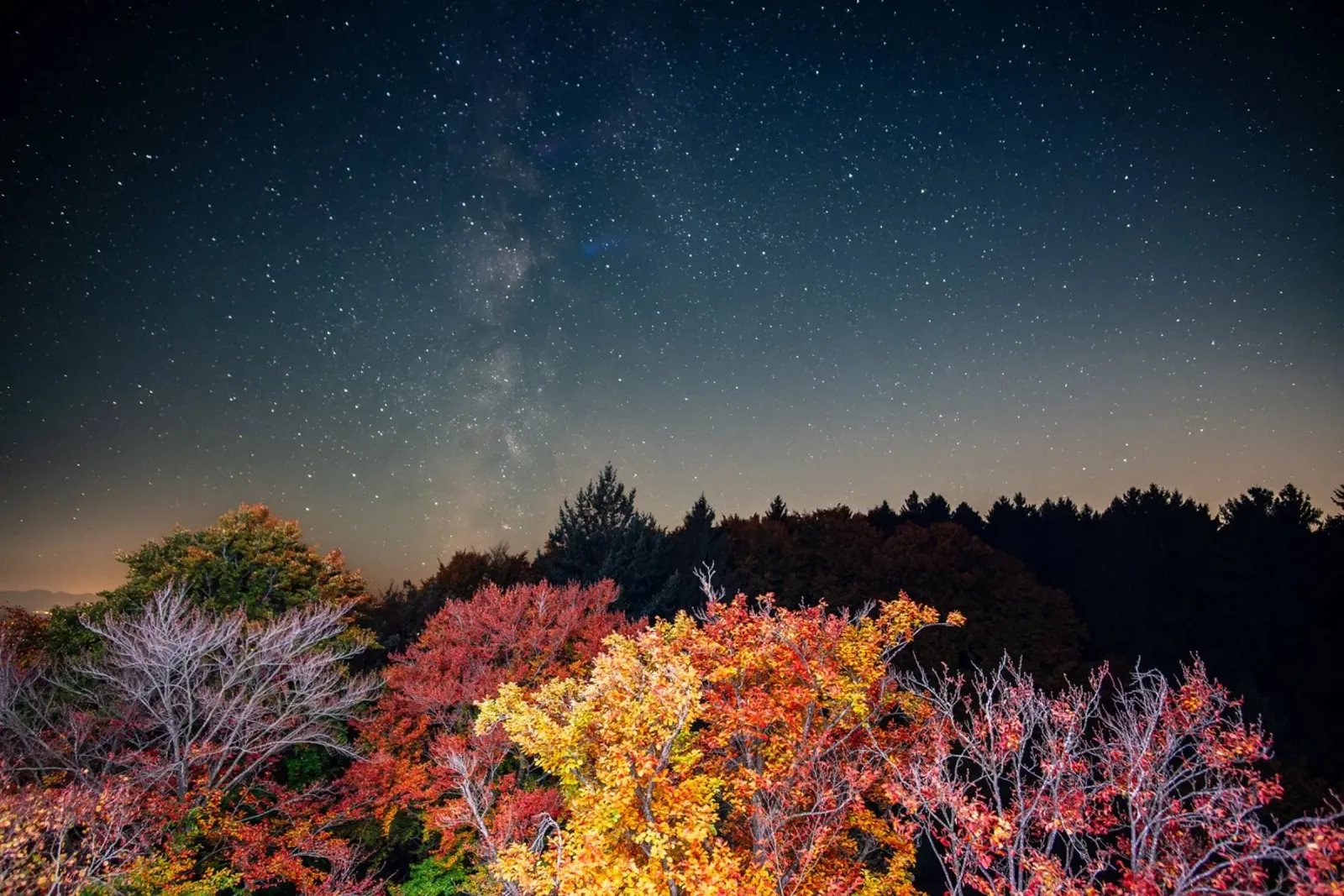Cielo stellato e foresta autunnale pellicola backlit da 5ecken