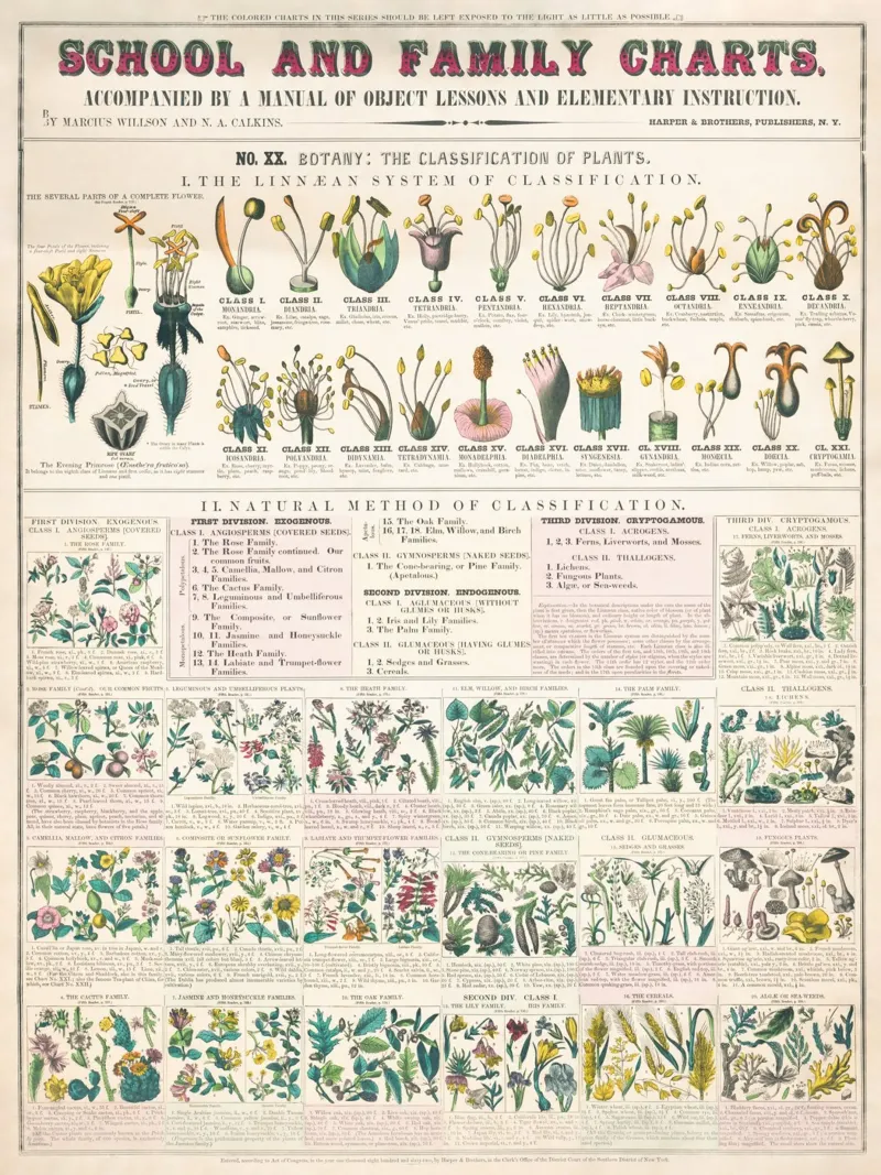 Poster botanico di piante plexiglass da ARTVI-SHOP