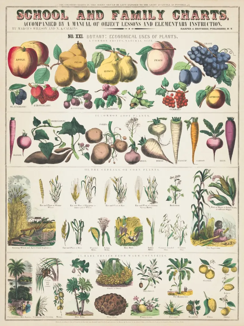 Poster botanico di piante pellicola backlit da ARTVI-SHOP