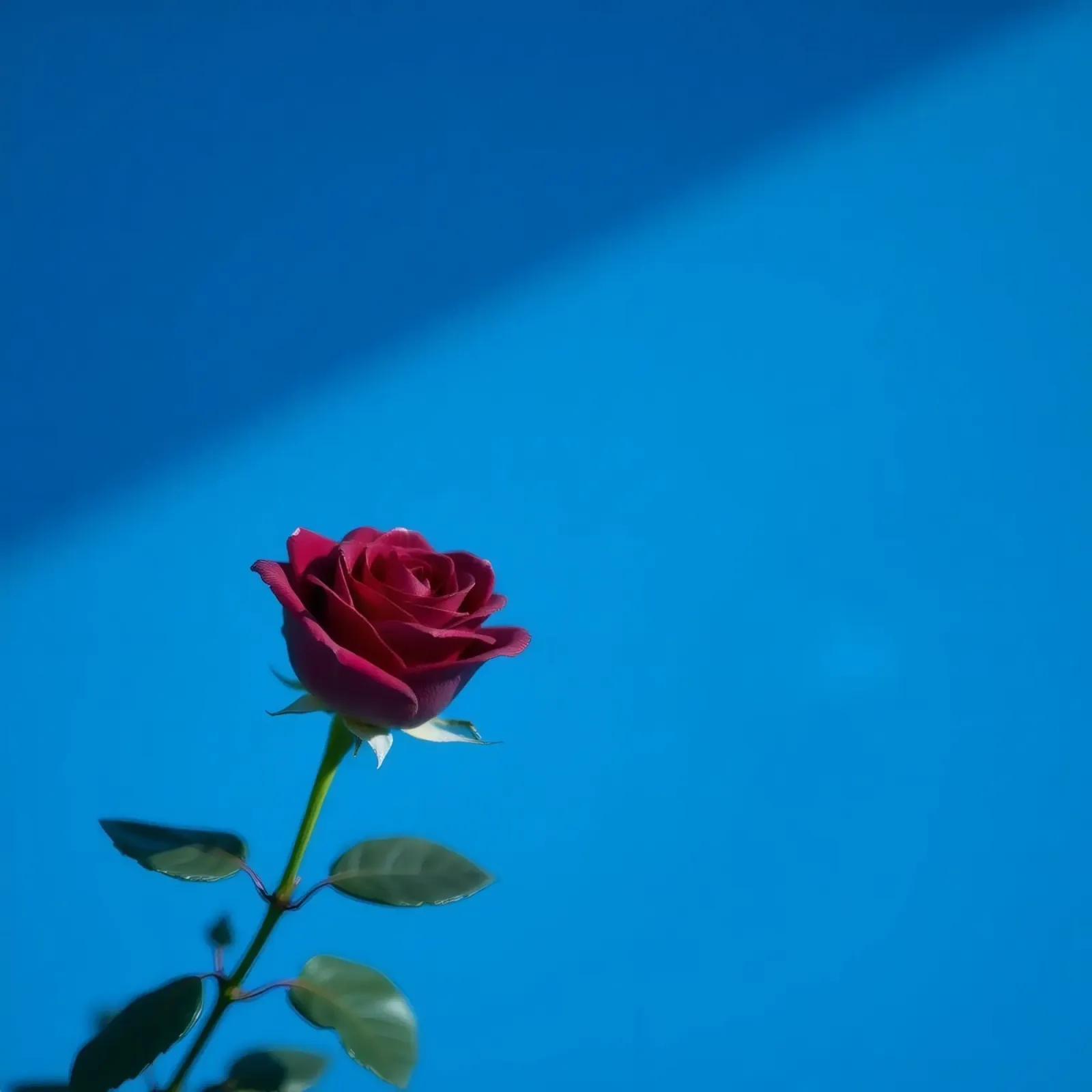 Une rose rouge vif s'épanouit sur un fond bleu vif. toile de DesignDoodle