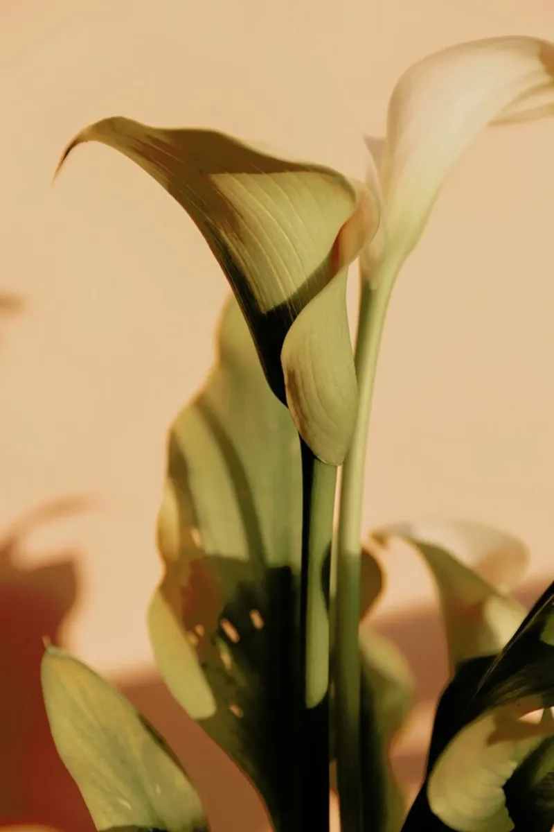 Lily in Soft Light pellicola backlit da EyeEm Mobile GmbH
