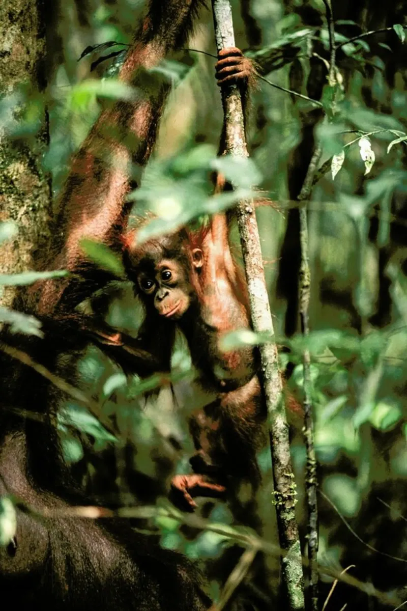 Monkey Business pellicola backlit da Natural Kingdom
