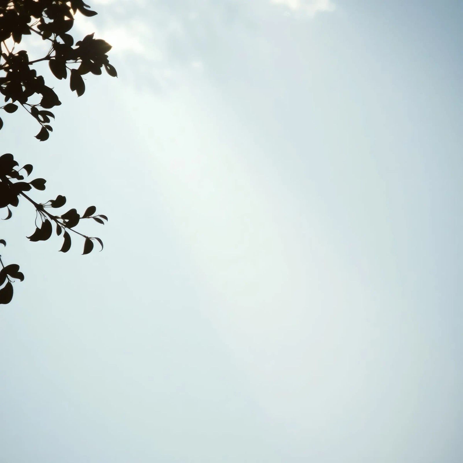 Klarer blauer Himmel mit belaubten Zweigen als Kontrast Poster von DesignDoodle
