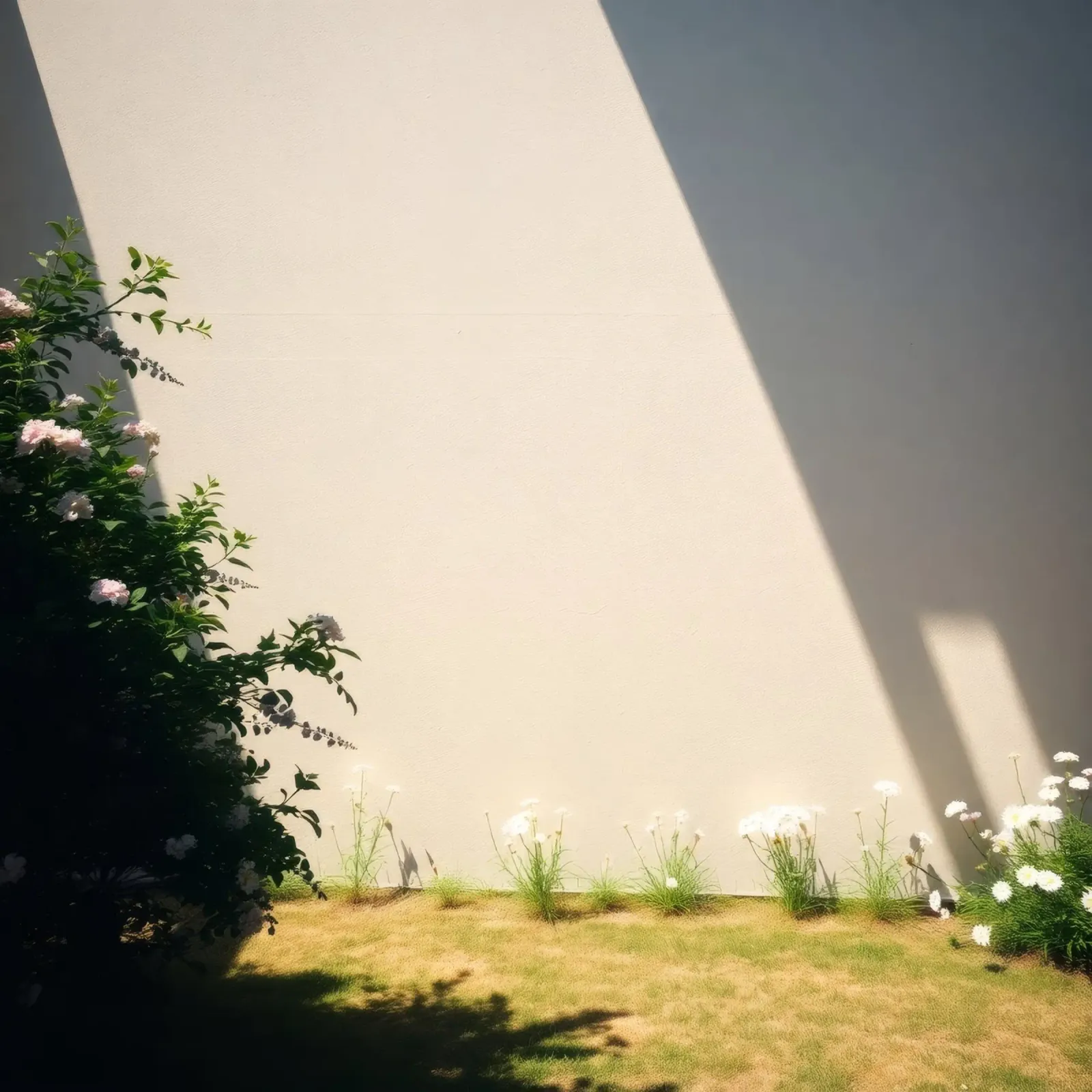 La luce del sole proietta ombre drammatiche su un giardino di fiori in fiore pellicola backlit da DesignDoodle