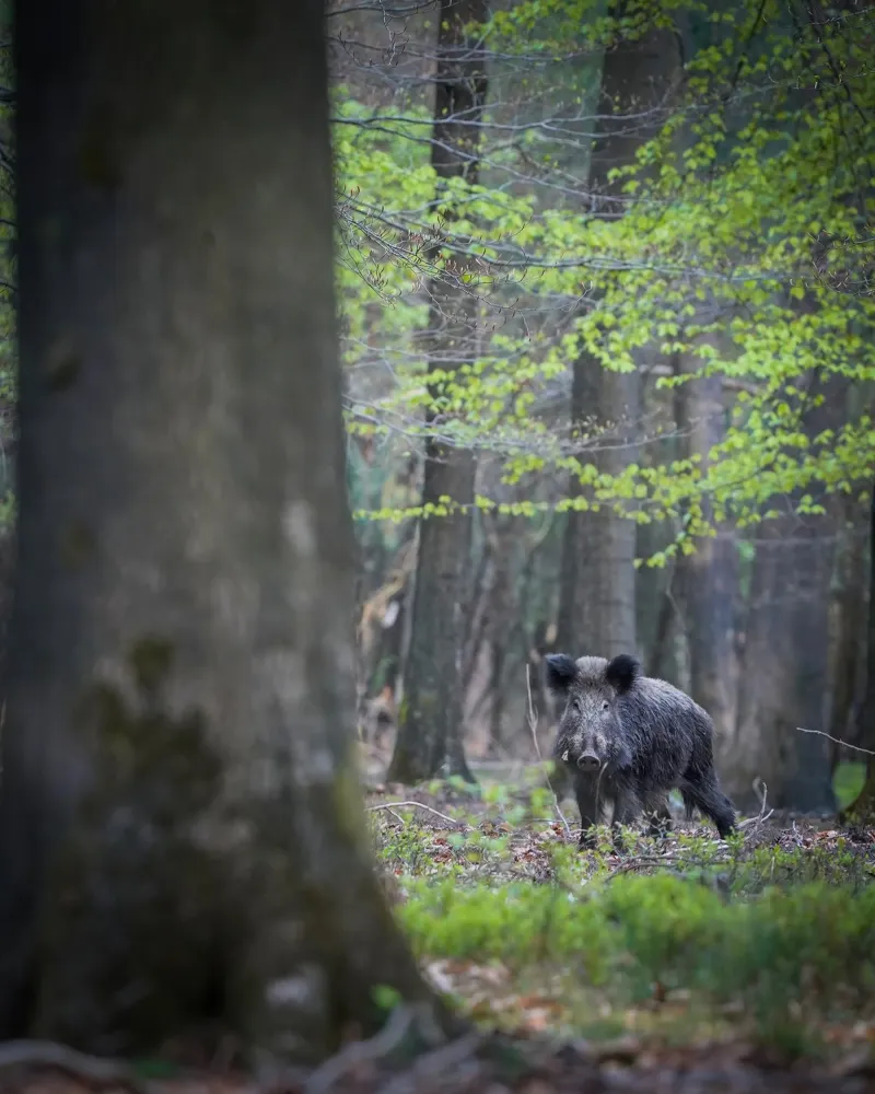 Cinghiale nella foresta pellicola backlit da Tom's Wildlife