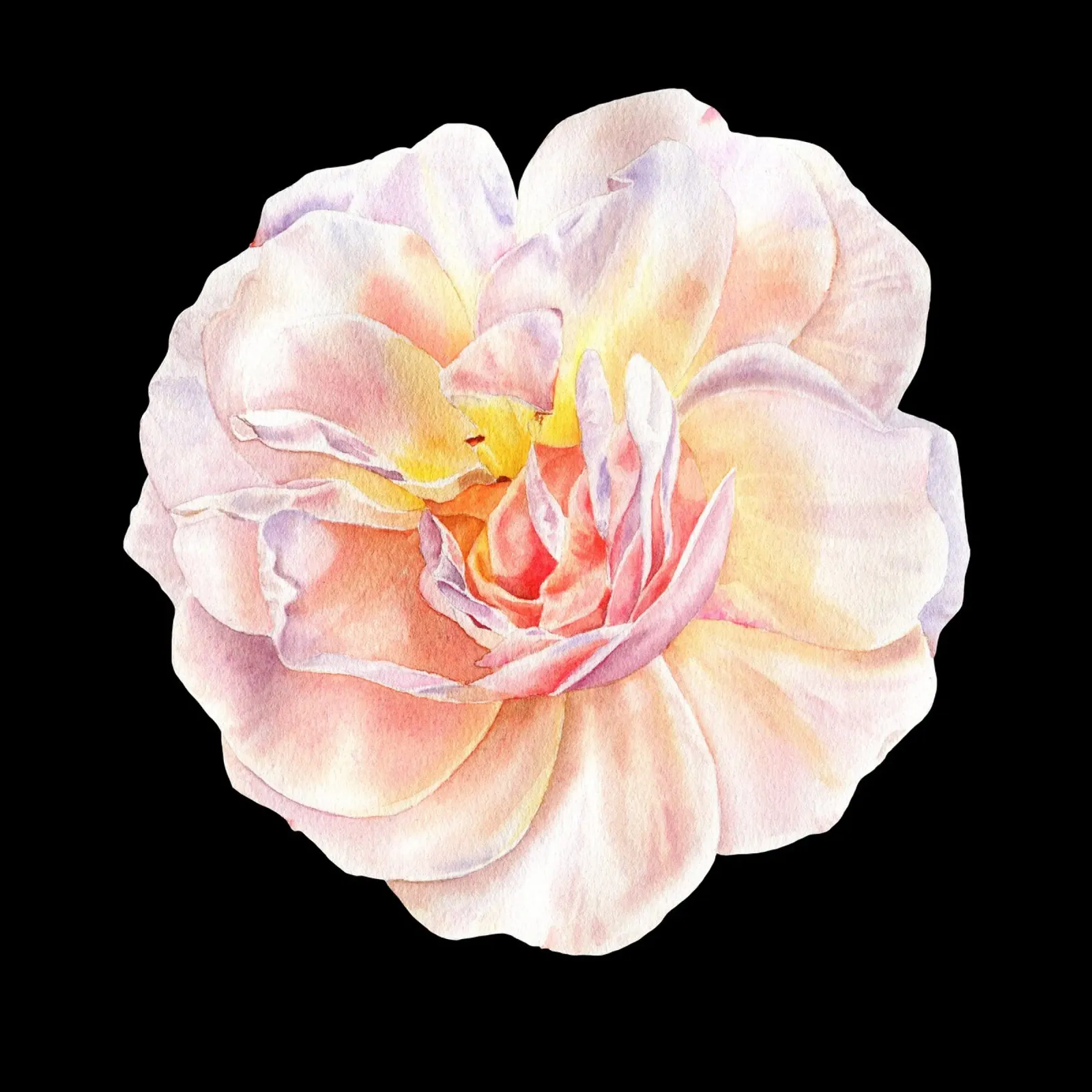 Rosa Albicocca Regina Elisabetta schwarz poster con telaio in alluminio da youdesignme