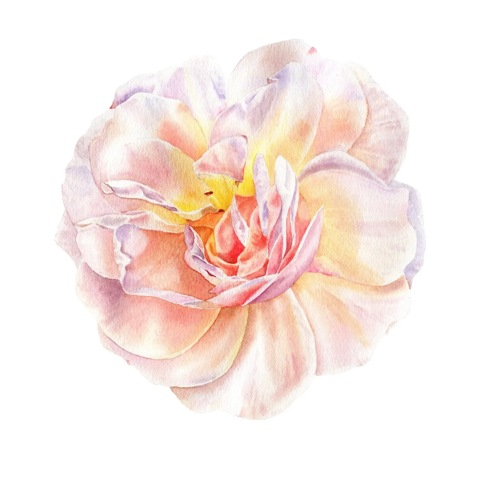 Rose-Aprikose Königin Elisabeth Poster von youdesignme