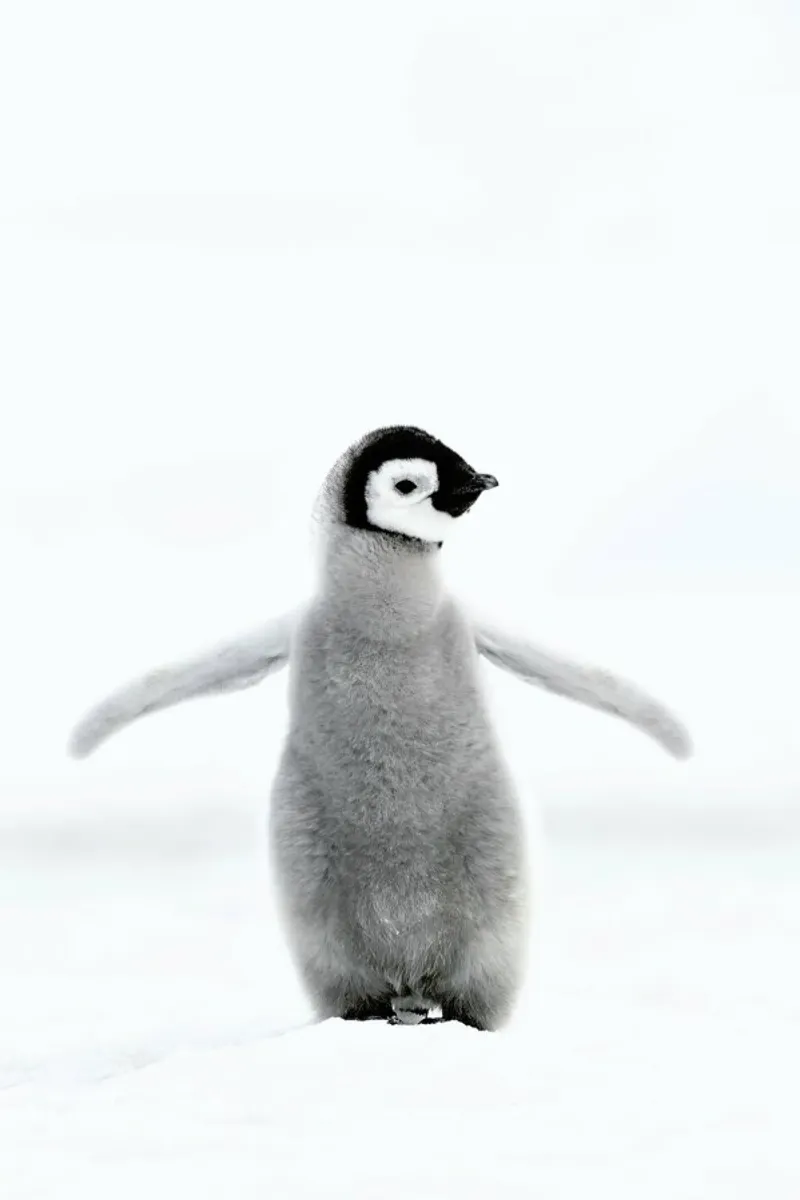 Lone Penguin pellicola backlit da Natural Kingdom