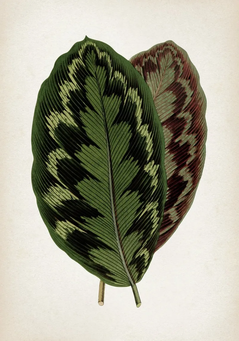 Vintage Houtte 1 Calathea Veitchiana poster da Vintage Print Collection