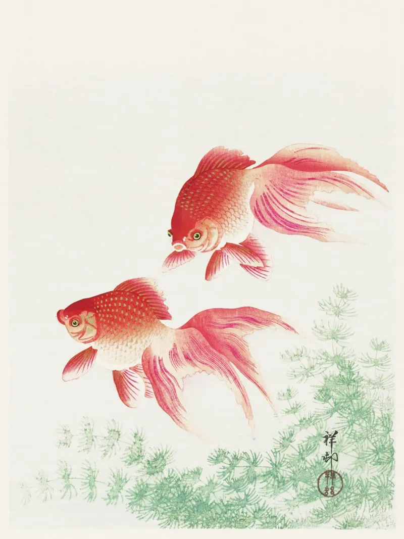 Two veil goldfish (1926) by Ohara Koson pellicola backlit da Venus Art