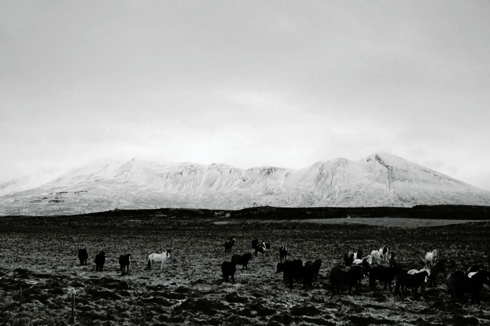 The herd pellicola backlit da Nur Mut