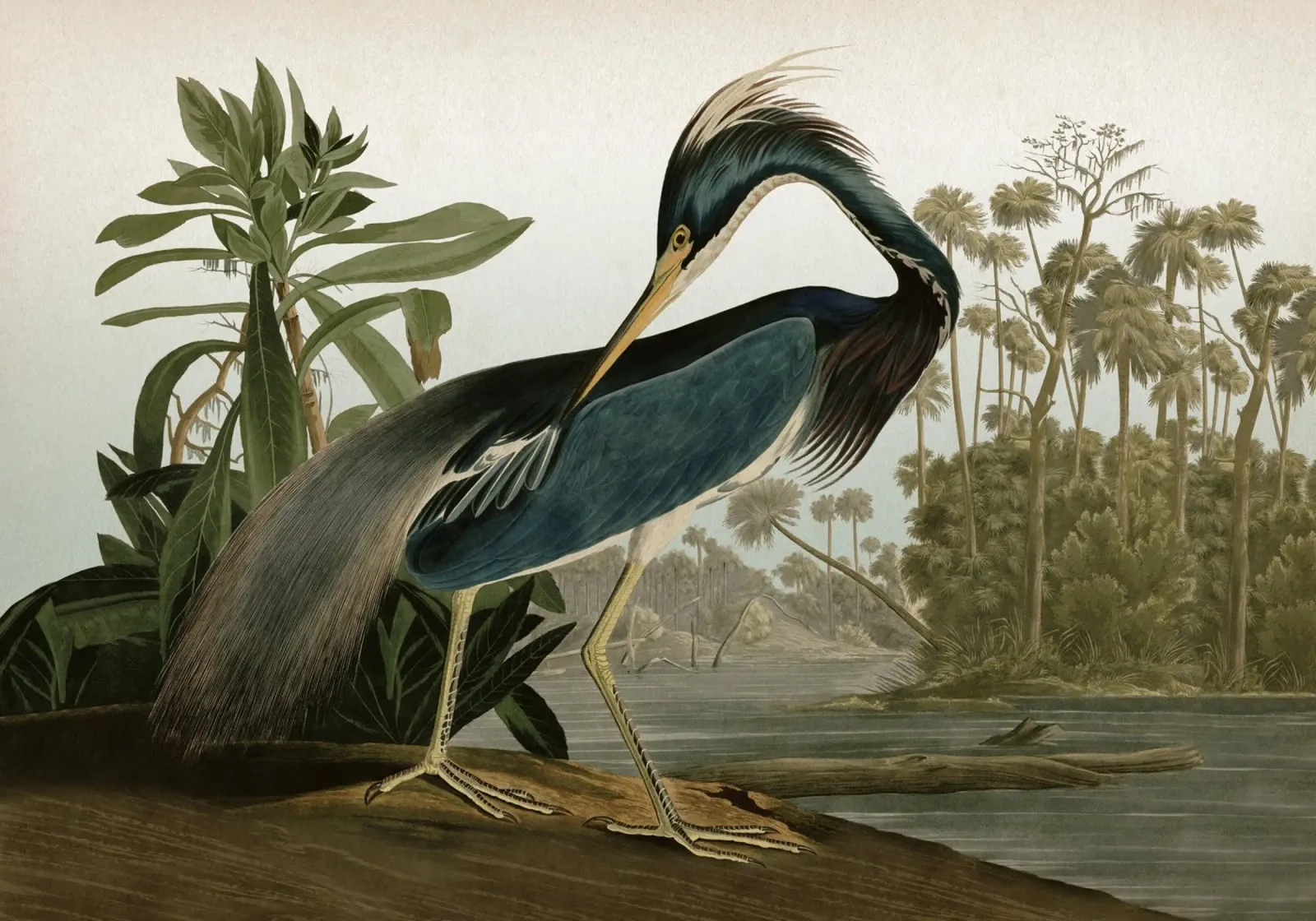 Vintage Audubon 2 Louisiana Heron poster met aluminium frame van Vintage Print Collection