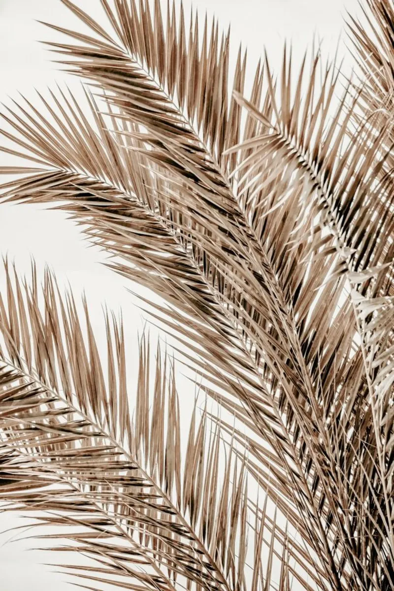 Palms Of Madeira 1 alluminio dibond da Monika Strigel