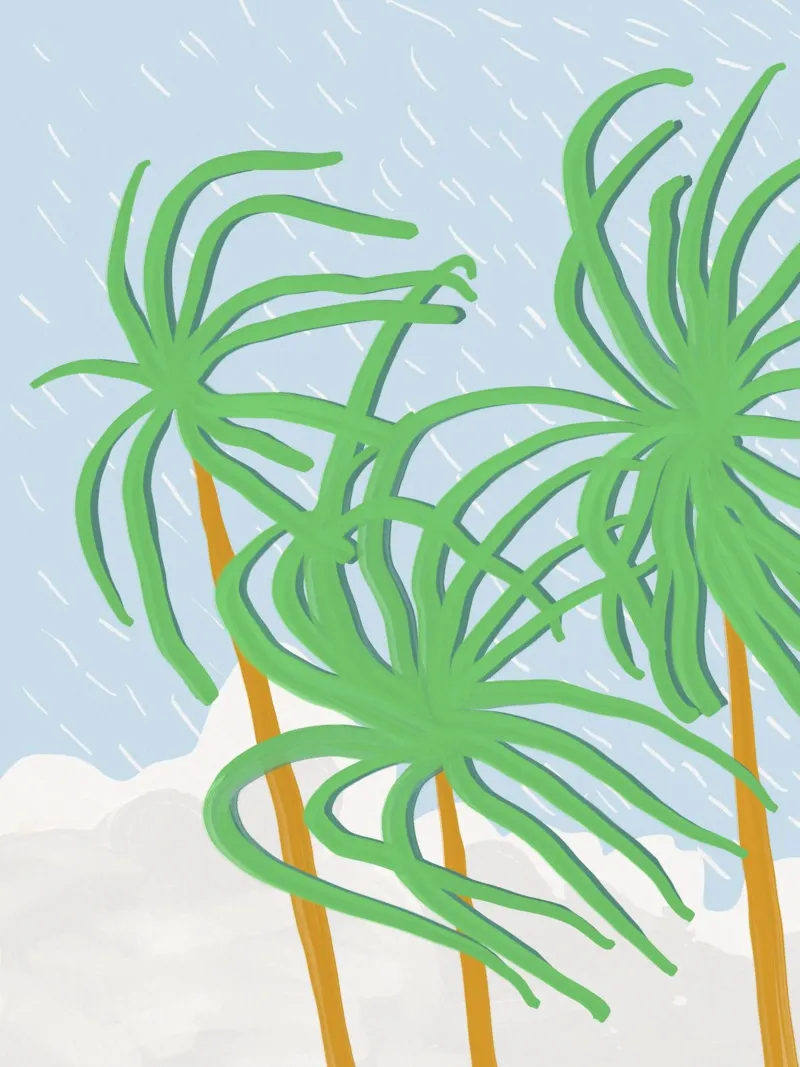 Strandpalm wiegend in de wind canvas met Baklijst van Little Dean