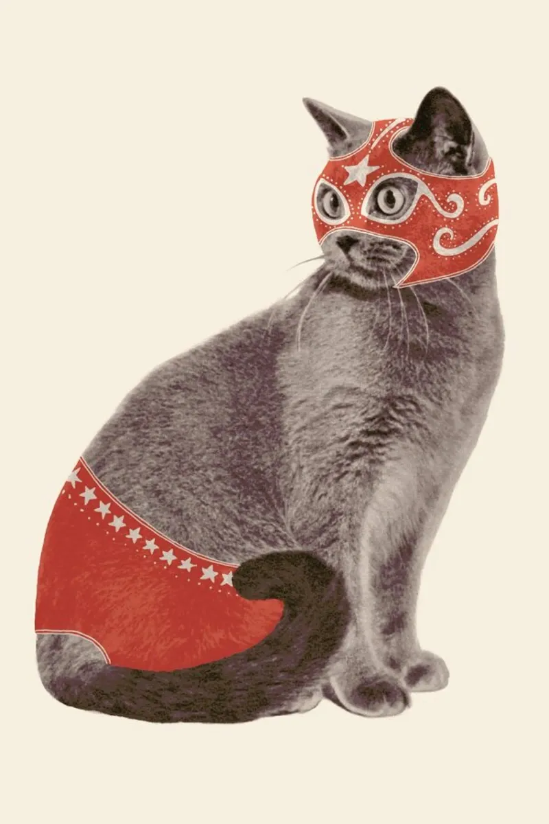Chat Catcheur Print plexiglass da Florent Bodart
