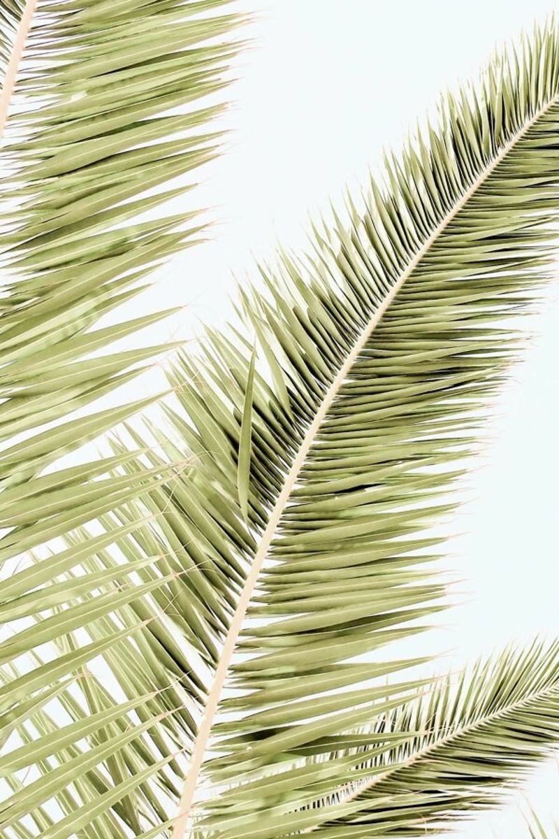 Light Palm Trees pellicola backlit da Babett Schultze