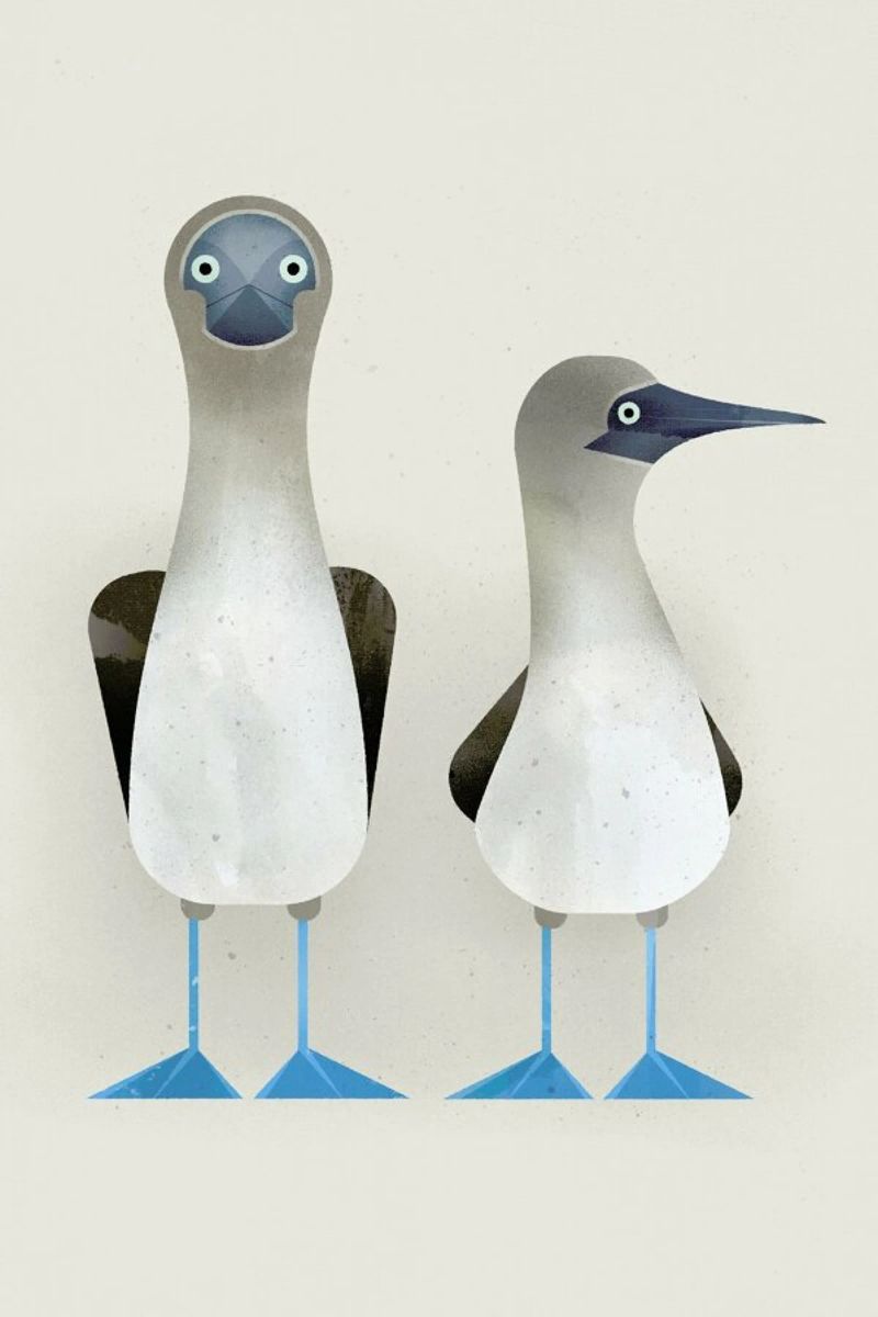 Blue Footed Boobies Poster von Dieter Braun